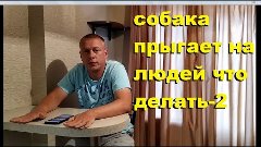 Собака прыгает на людей-2 (обсуждаем комментарии)