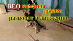 Команда рядом разворот в движении щенок ВЕО восточно европей...