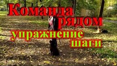 Команда рядом шаги цвергшнауцер Team nearby exercise steps o...