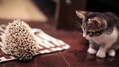 KITTEN MEETS HEDGEHOG