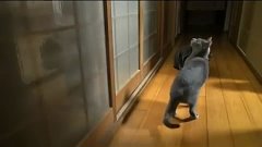 Cat Knocks On Door at Machine Gun Rate.кот стучит в дверь