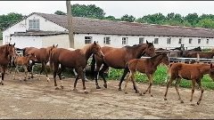 Возвращение табуна с выпаса🐴 Конеферма Эквилайн. Цены по те...