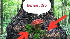 Грибные Новости в Московской области!Белые грибы,маслята,шам...