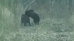 Медведь задрал кабана-Bear pulled boar