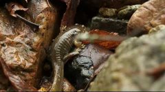 Семиреченский лягушкозуб (Ranodon sibiricus) 2016 (3&#39;47)
