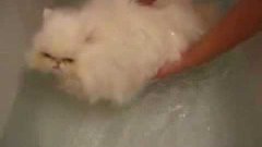 купание персидской кошки(на заметку)