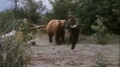 Собака атакует медведя защищая хозяина