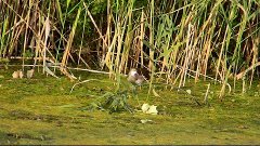 Камышница ищет еду в камышах, среди водорослей, перепрыгивае...