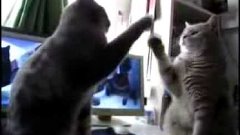 Cats playing Patty Cake НА РУССКОМ!!! Коты играют в ладушки.