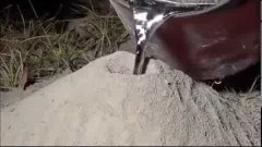 Что будет, если в муравейник залить расплавленный металл
