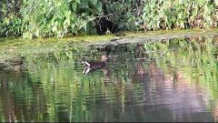 Лысуха, или лыска — небольшая водоплавающая птица семейства ...