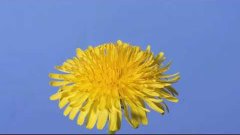 Time lapse Dandelion flower to seed head