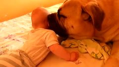 babysitter bullmastiff akino