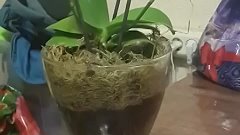 Как я выращиваю орхидеи