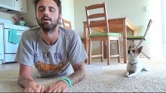 Yoga with chihuahua Pancho episode #2