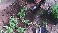 высадка рассады помидоров в грунт