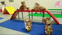 Cute chihuahua dog tricks and agility