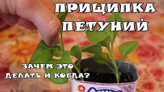 Как правильно прищипывать петунию