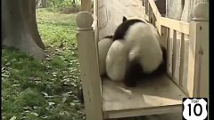 ТОП 10: ПАНДЫ на ГОРКЕ:)) НЕРЕАЛЬНО СМЕШНО!! Смешные панды