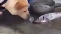 Добрая собака спасает рыб от гибели!