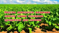 Самый полезный продукт для печени