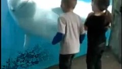 Белуха пугает детей в океанариуме :D