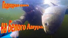 Подводная охота на Белого Амура. Енотаевка 2014г.
