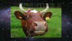 Корова - священное животное. Мистическая сила молока - Леони...