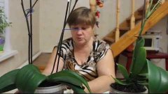 Как приручить Строптивую Орхидею?