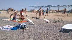 Семья лебедей на отдыхе в Евпатории