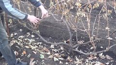 Обрезка винограда осенью (Pruning grapes in autumn)