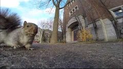A squirrel nabbed my GoPro and carried it up a tree (and the...