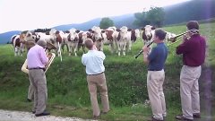 Jazz for Cows