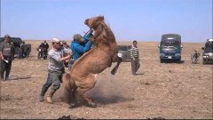 Mongolian horse herders