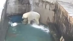 Новосибирский зоопарк  Ночью спустили воду, чтоб почистить б...