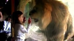 Девочка и лев за стеклом в зоопарке Lion attacks a girl
