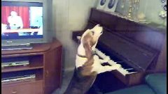 Peetu singing dog