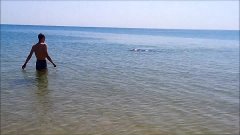 Дельфин на пляже в ст  Благовещенская, Анапа 13 06 2015г