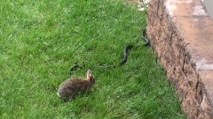 Rabbit go to war with snake to save baby