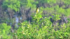 Настоящие Звуки природы Живой лес Пение птиц