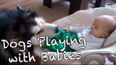 Dogs Playing With Babies Compilation