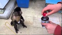 Парень дал обезьянке монетку  То, что произойдет дальше слож...