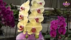 Выставка Орхидей в Тайвань. Orchid Exhibition in Taiwan