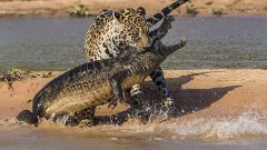 Ягуар убивает огромного крокодила. Жестокая схватка на смерт...