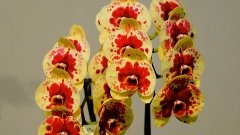 Выставка Орхидей из Тайланда. Exhibition of Orchids from Tha...