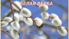 Белая верба--Людмила Николаева