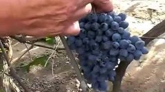 Виноград Презент