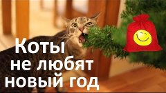 Смешные коты и праздники - забавные коты (подборка)