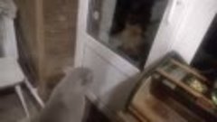 &#39;Открой мне дверь!!&#39;, говорящий кот Яков.