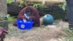 Орангутан берет пример со смотрителей зоопарка и моет руки)